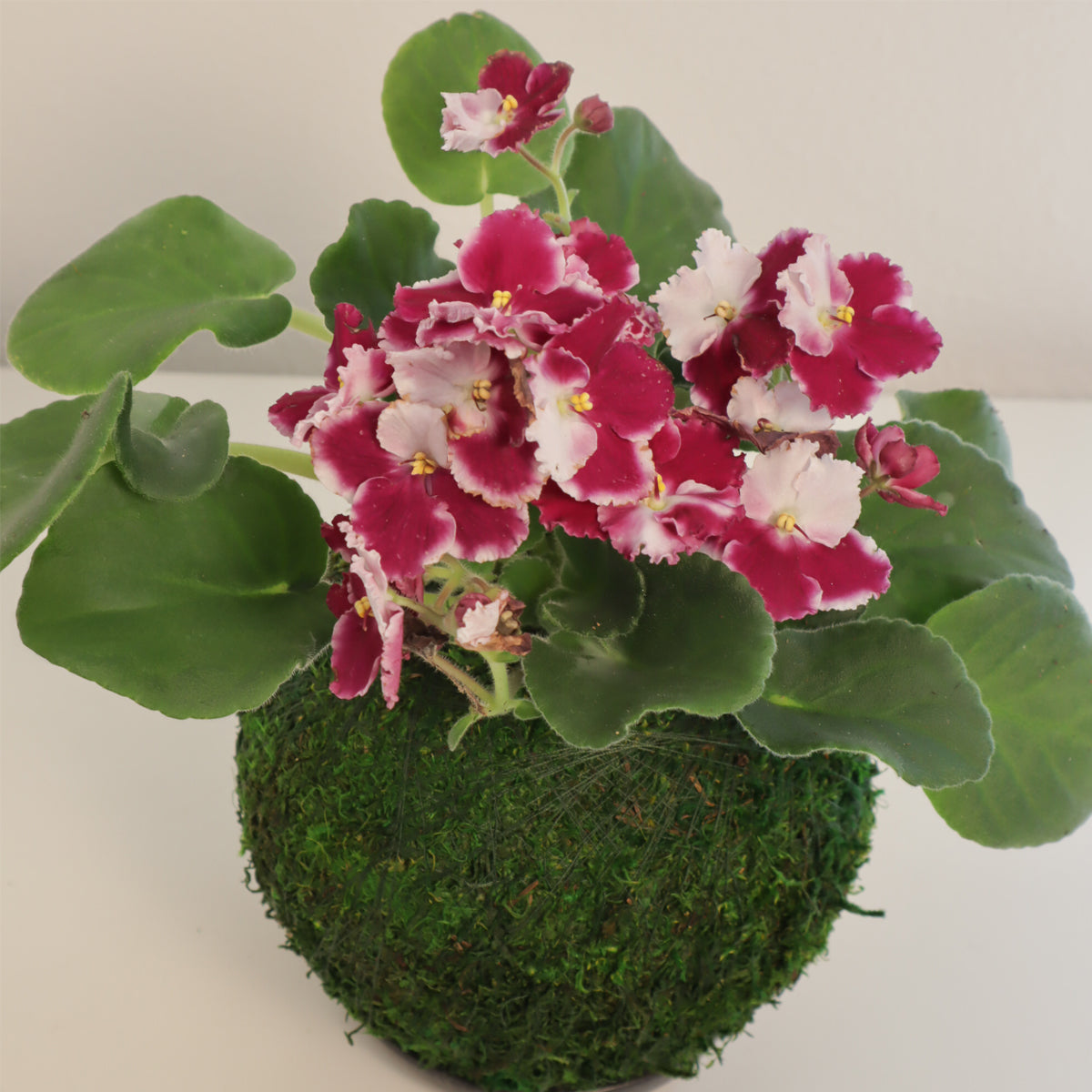 African Violet | Moss Ball Kokedama