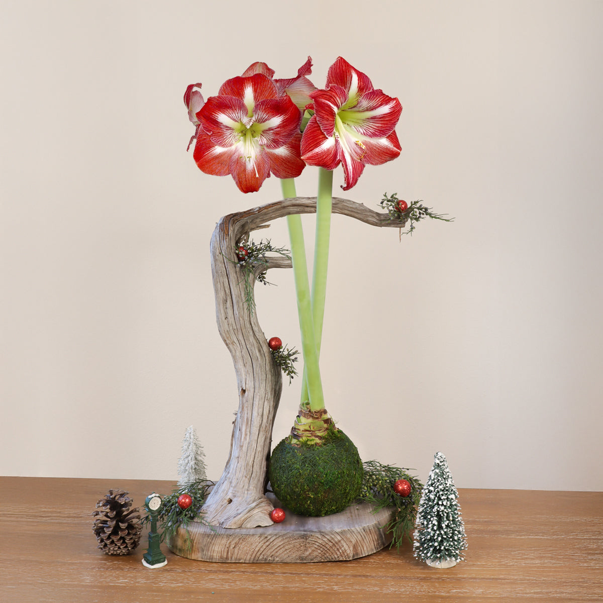 Amaryllis | Moss Ball Kokedama