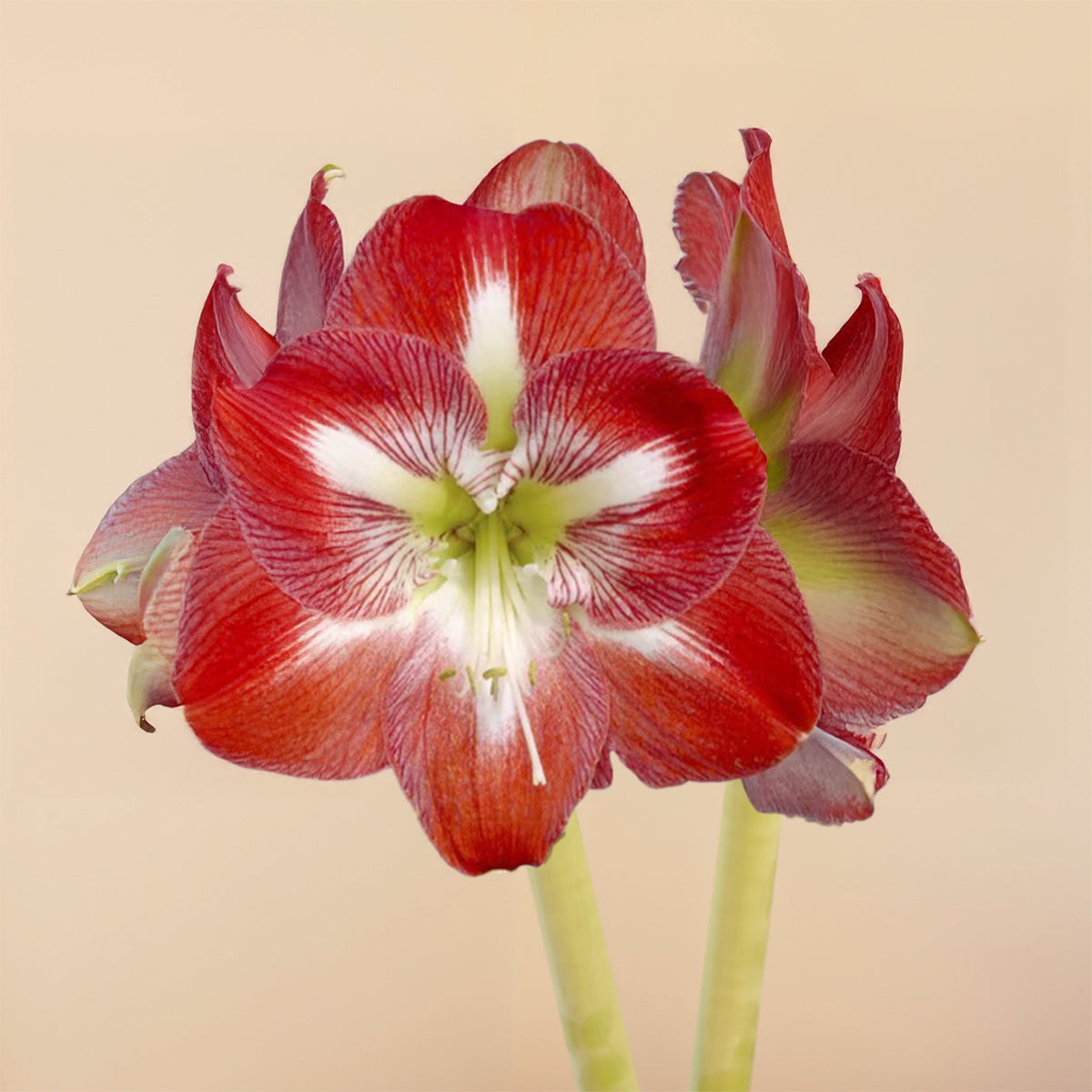 Amaryllis | Moss Ball Kokedama