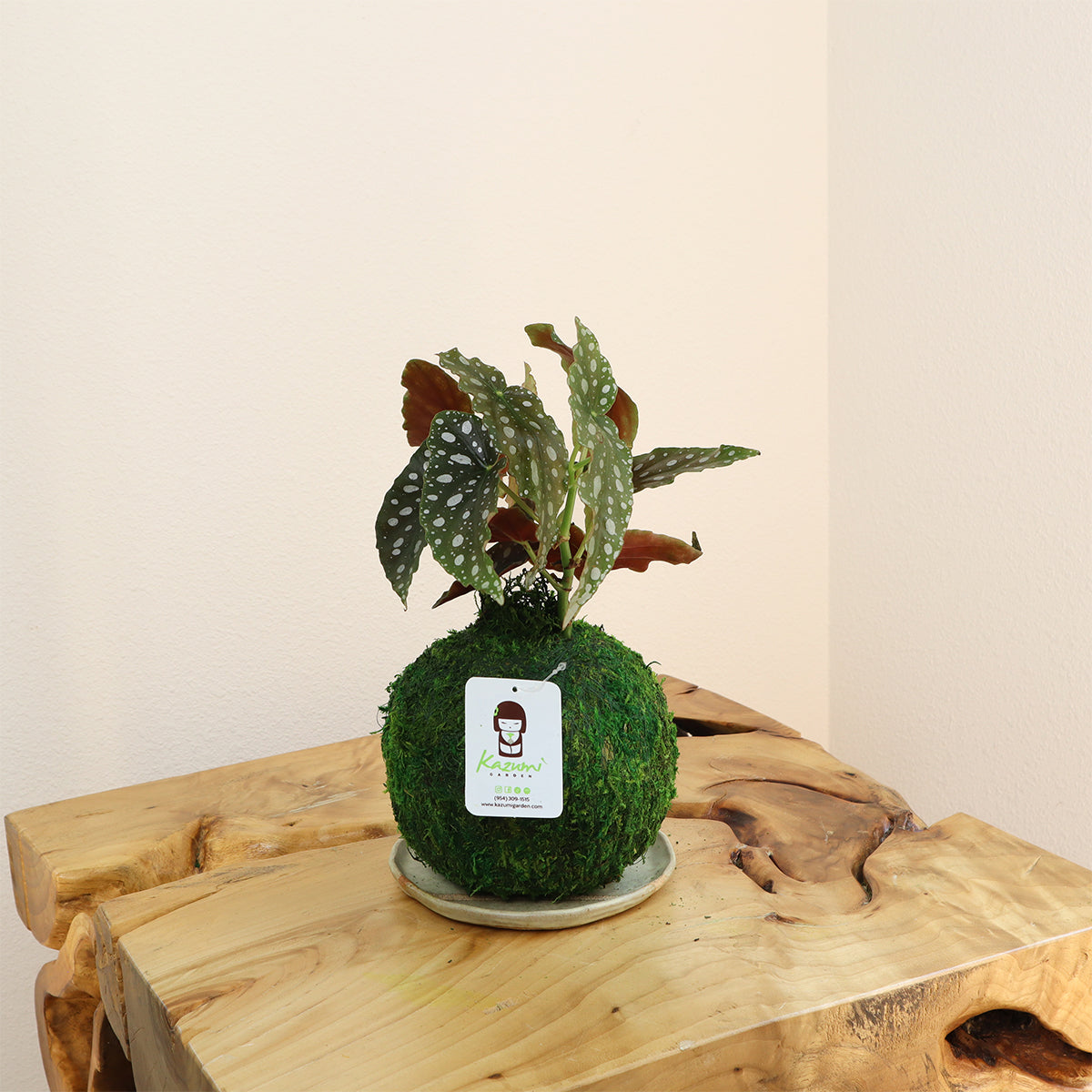 Begonia Maculata | Moss Ball Kokedama