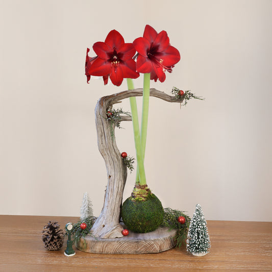 Amaryllis | Moss Ball Kokedama