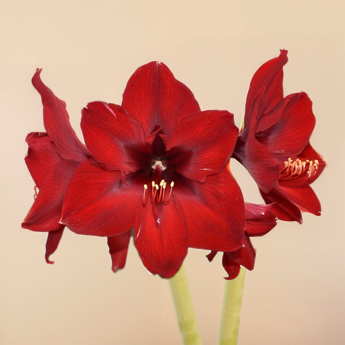 Amaryllis | Moss Ball Kokedama