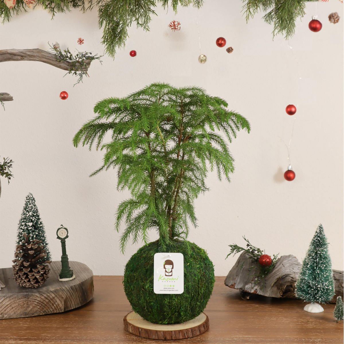 Norfolk Pine | Moss Ball Kokedamas