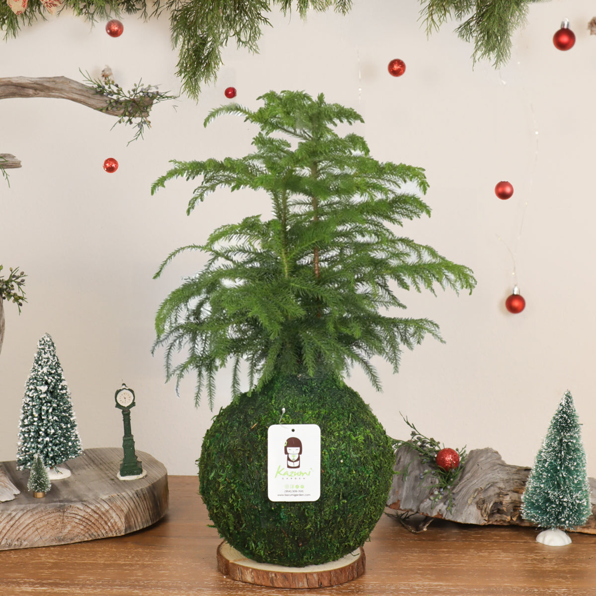 Norfolk Pine | Moss Ball Kokedamas