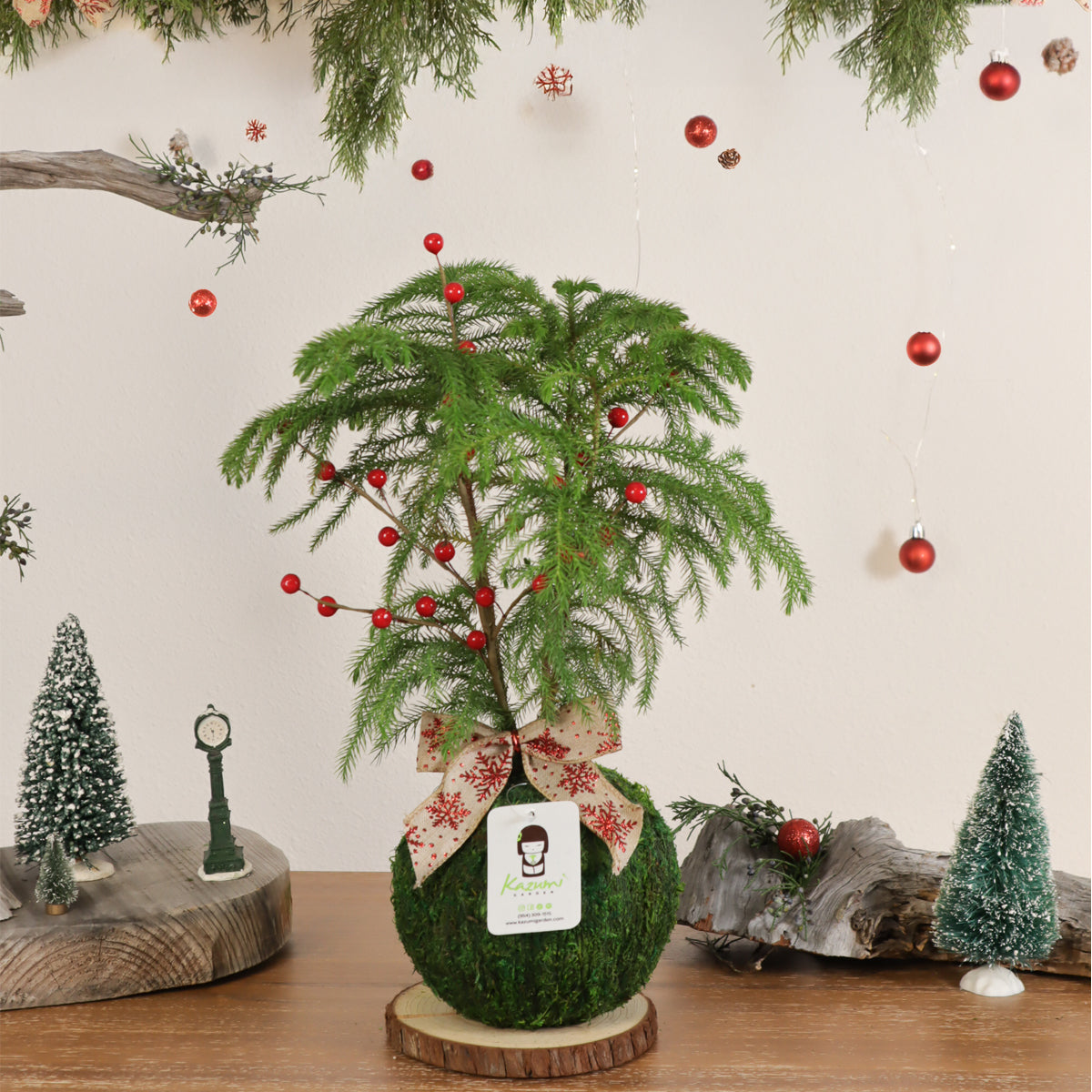 Norfolk Pine | Moss Ball Kokedamas