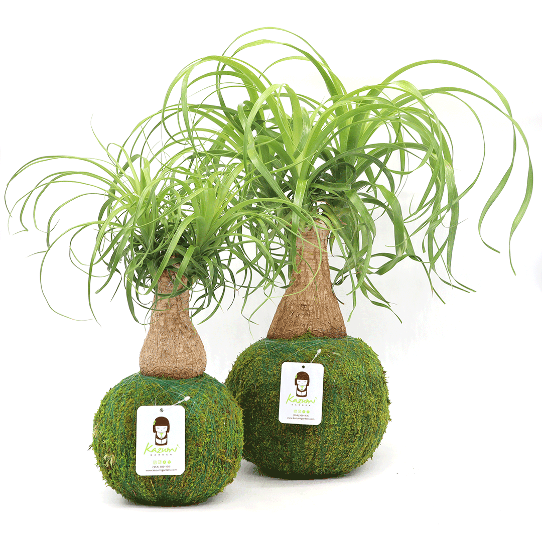 Ponytail Palm Extra Sizes | Moss Ball Kokedamas