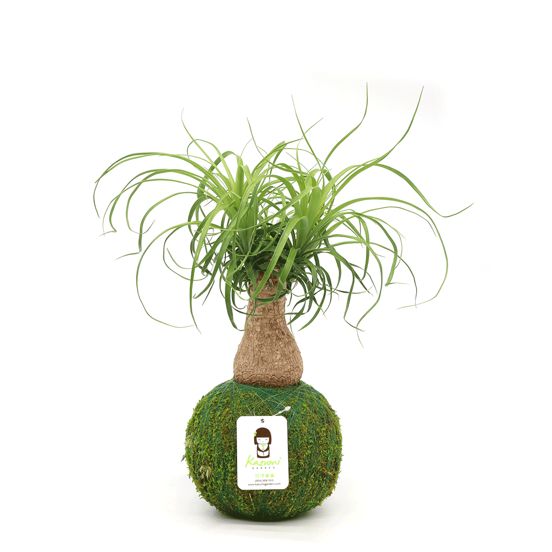 Ponytail Palm Extra Sizes | Moss Ball Kokedamas