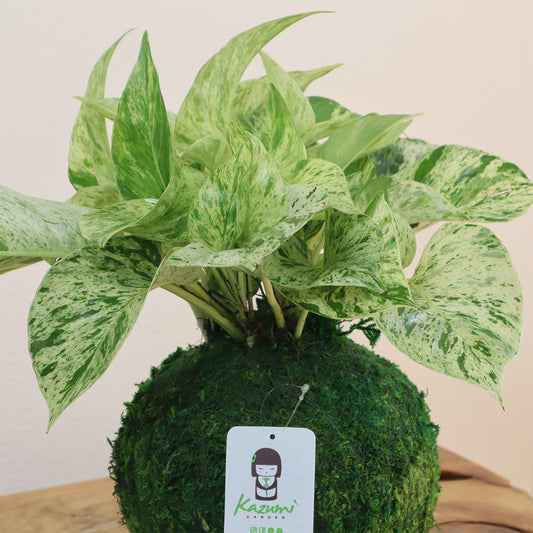 Pothos Marble Queen | Moss Ball Kokedama