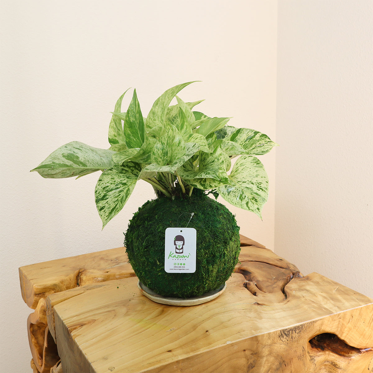 Pothos Marble Queen | Moss Ball Kokedama