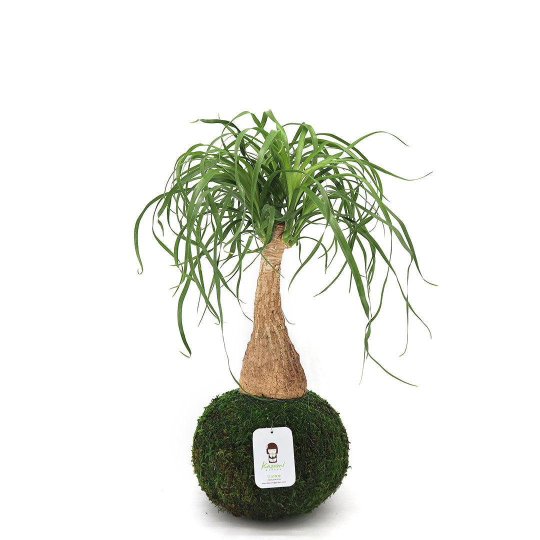 Ponytail Palm Extra Sizes | Moss Ball Kokedamas