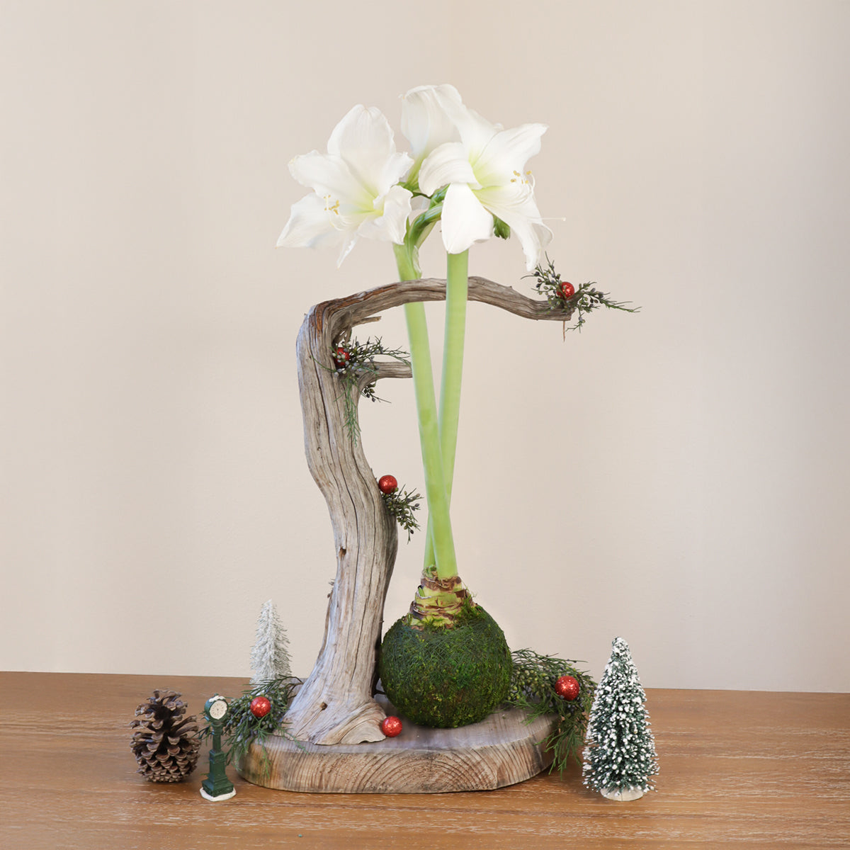 Amaryllis | Moss Ball Kokedama