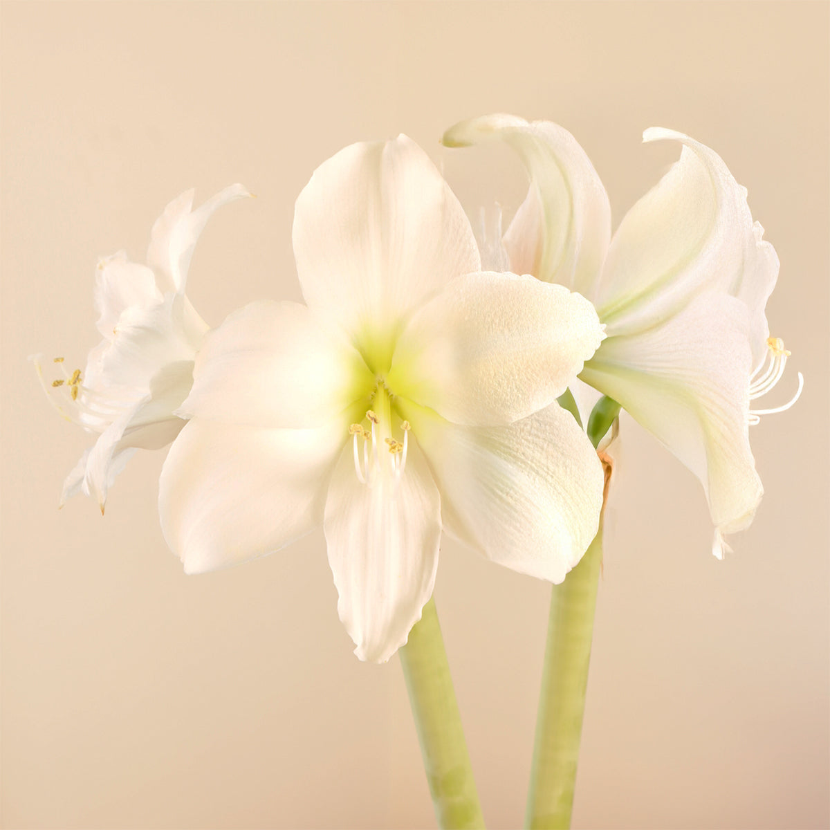 Amaryllis | Moss Ball Kokedama