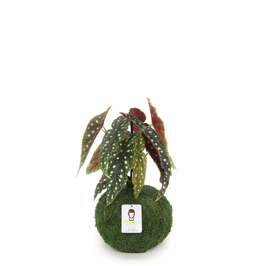 Begonia Maculata | Moss Ball Kokedama