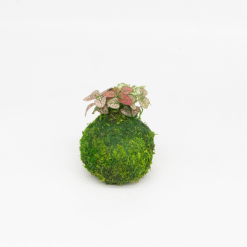 Moss Sphere - Floor - PLANT THE FUTURE