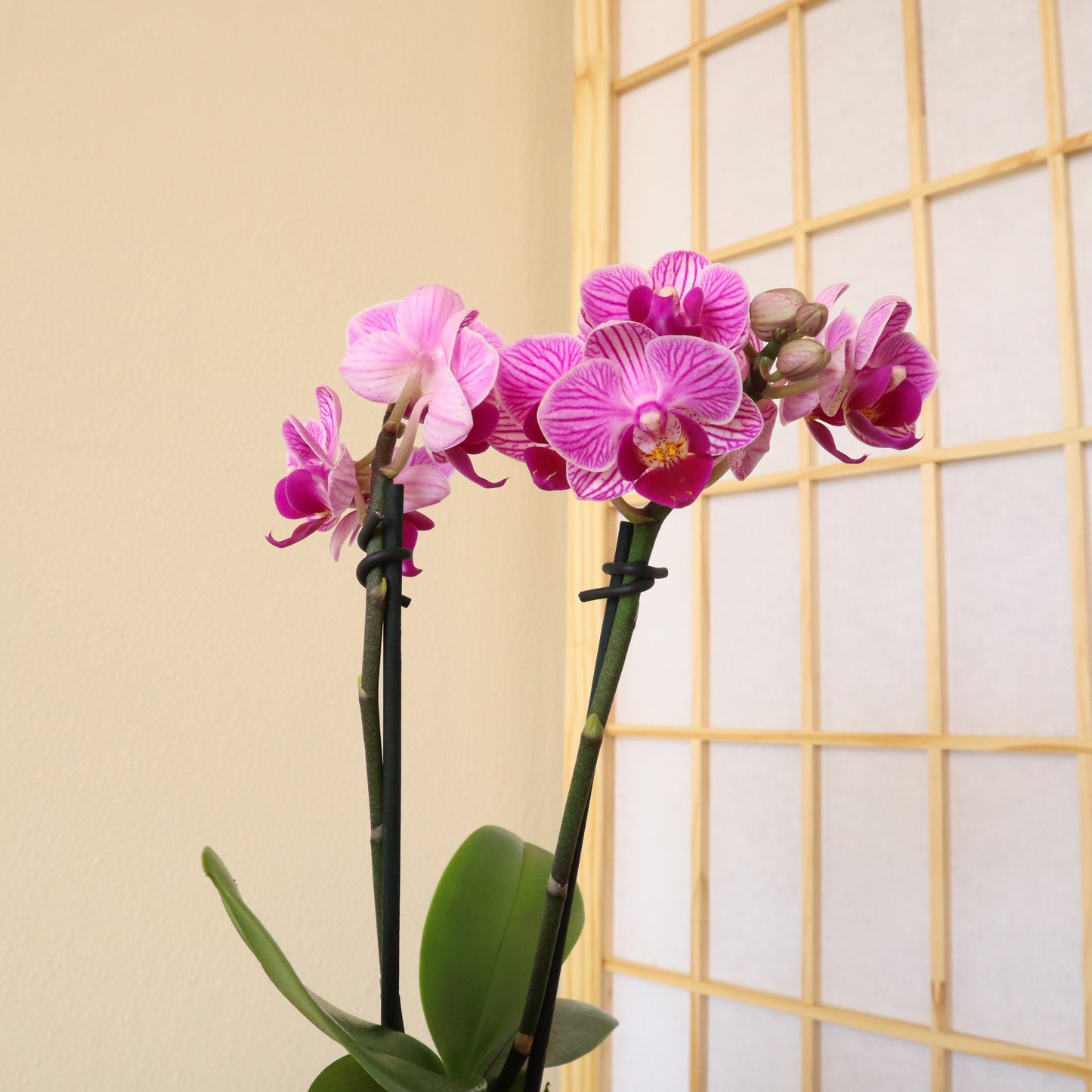 Orchids