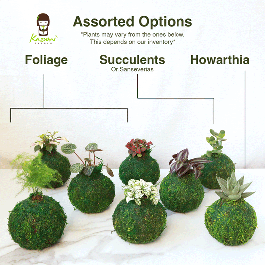 Mini Kokedama | Moss Ball Kokedamas