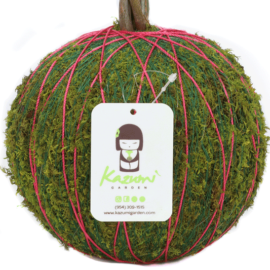 Color Twine | Moss Ball Kokedama Accessory