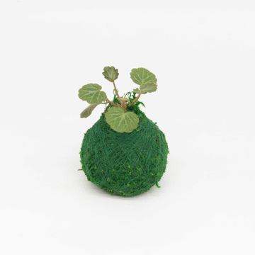Mini Kokedama  Moss Ball Kokedamas – Kazumi Garden